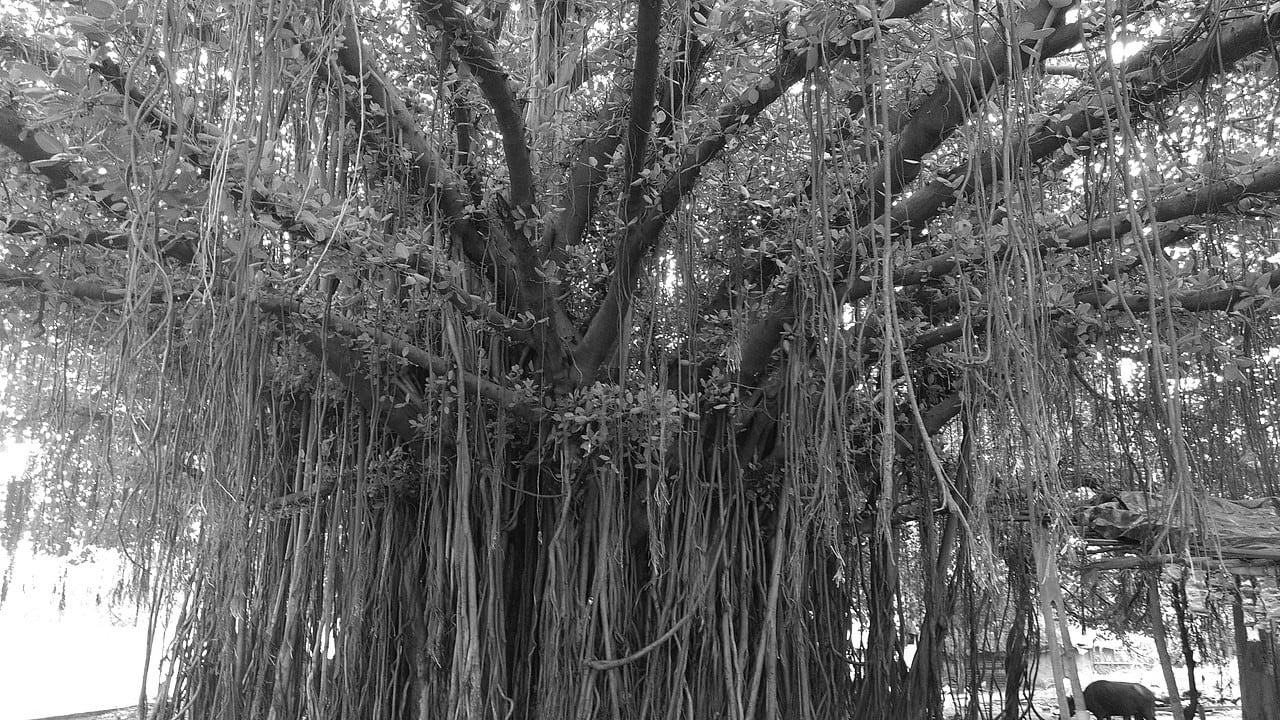 The great life banyan tree.